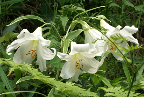 c0042418_850956.jpg