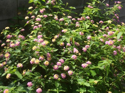 c0126153_1041840.jpg