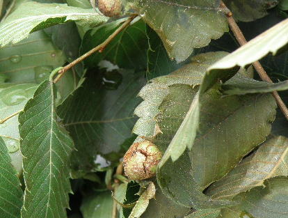 e0184558_7411.jpg
