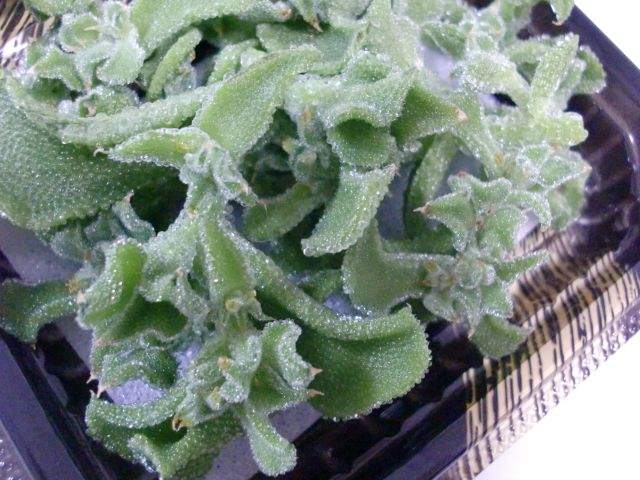 c0207868_2183587.jpg