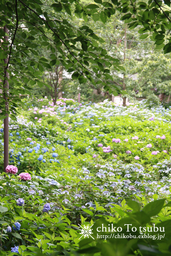 d0034273_15162812.jpg