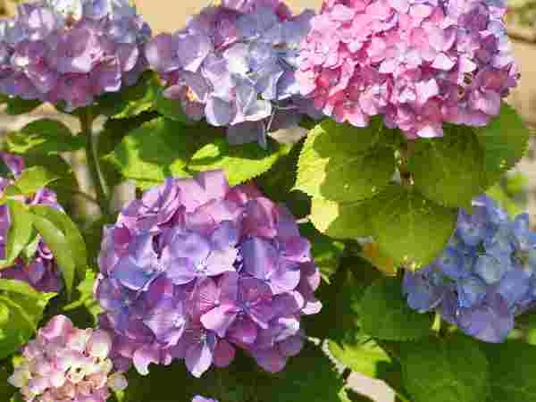 紫陽花