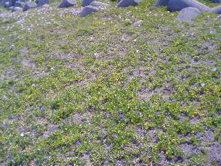 f0001781_10461592.jpg