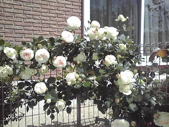 f0060585_1663929.jpg