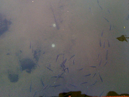 f0201191_2344535.jpg