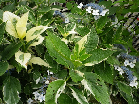 f0239100_1255410.jpg
