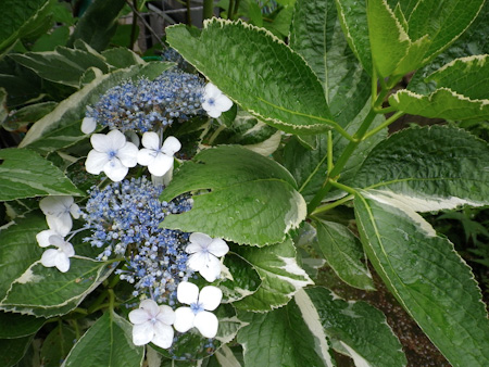 f0239100_1275524.jpg