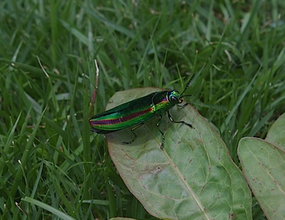 e0175005_1817369.jpg