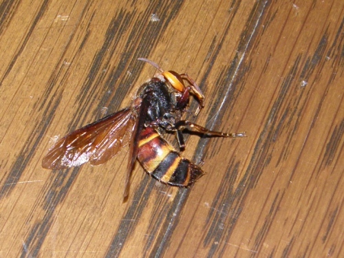 c0158916_20534027.jpg