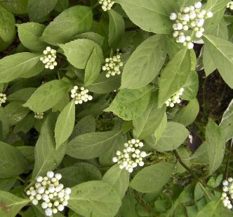 c0204121_144627.jpg