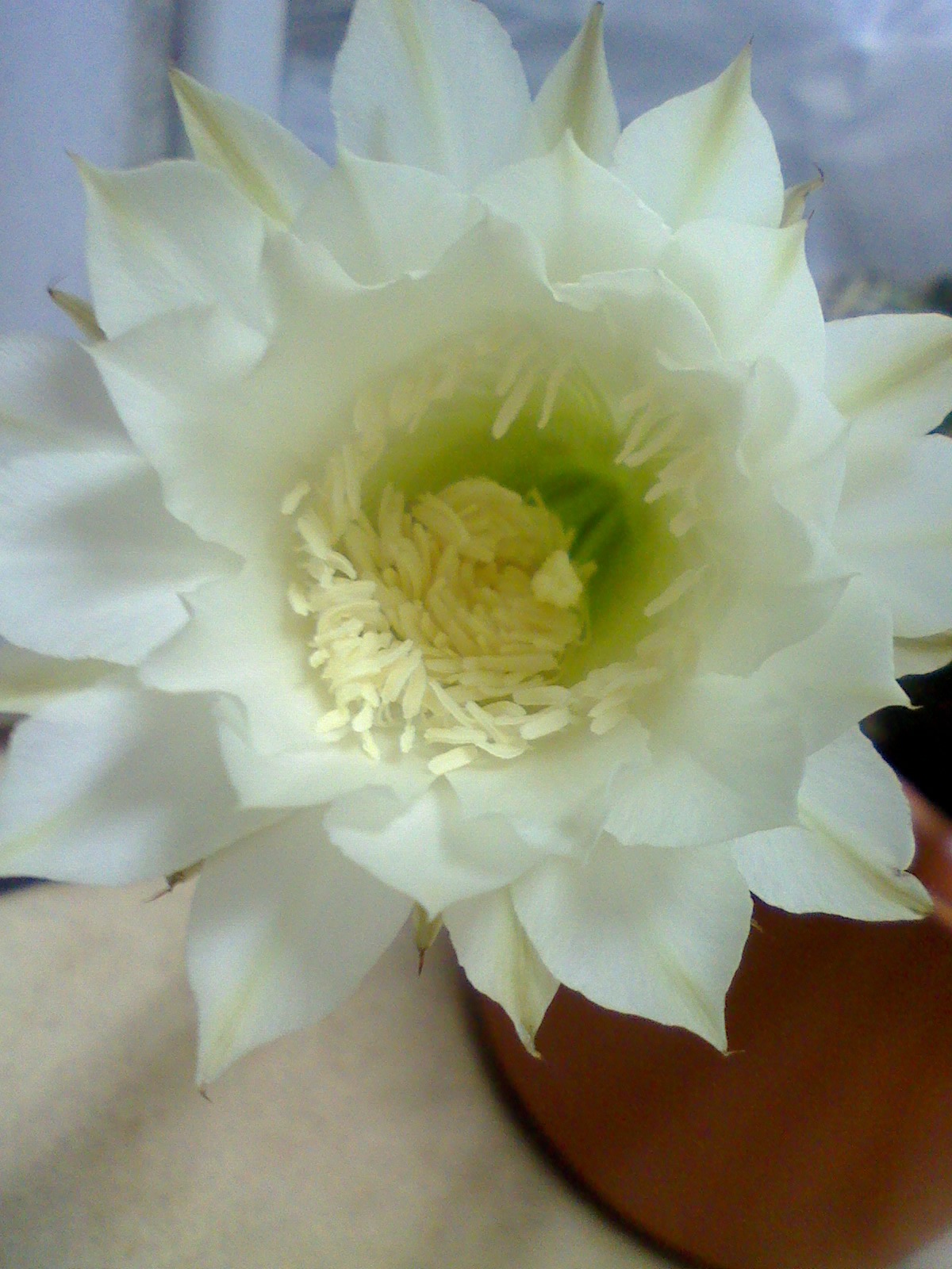 c0087023_1555622.jpg