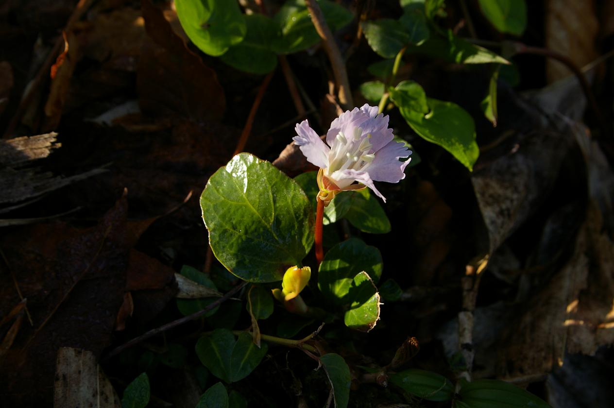 b0062024_7109100.jpg