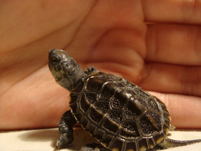 b0176027_19541470.gif