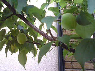 f0039934_15132842.jpg