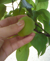 f0039934_151451100.jpg