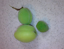 f0039934_15162839.jpg