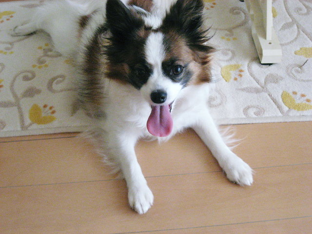 a0149240_10316100.jpg