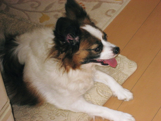 a0149240_9593025.jpg