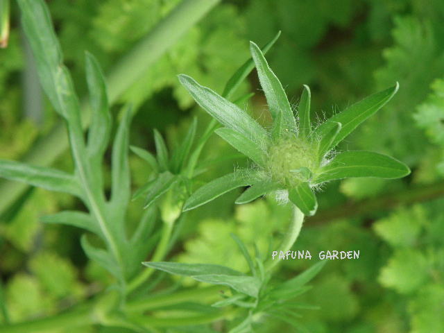 e0184558_751188.jpg