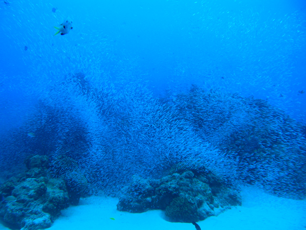 b0062363_213043.jpg