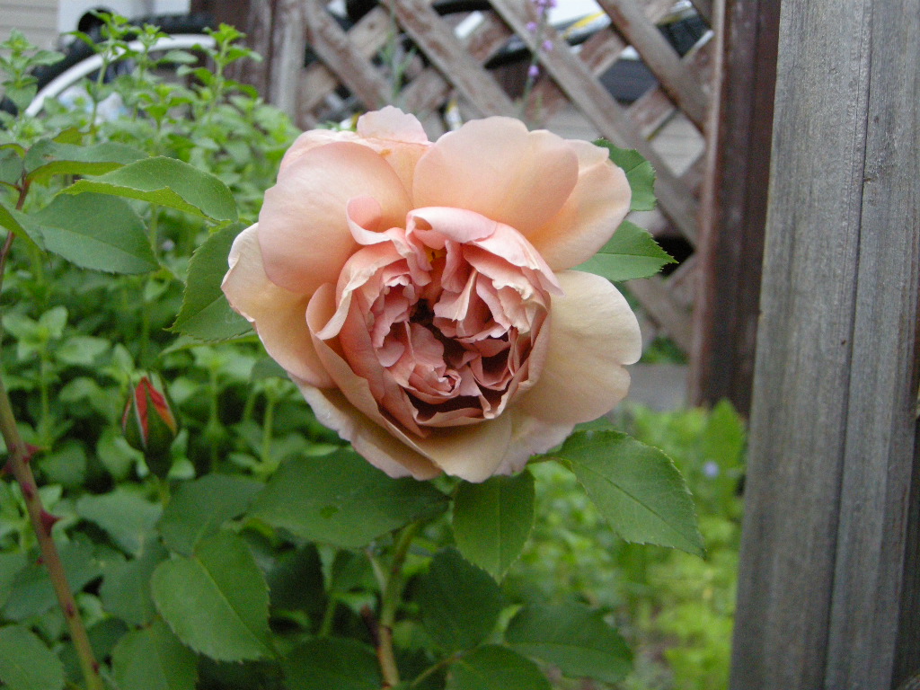 c0210571_0324826.jpg