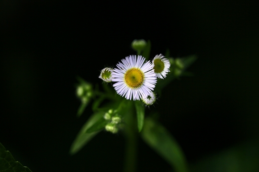 e0190885_201439.jpg