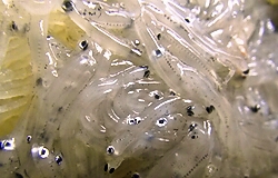b0068687_2011166.jpg