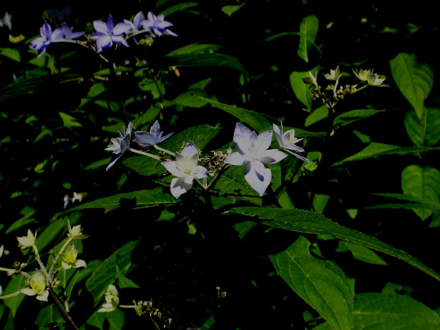 a0007388_1216546.jpg