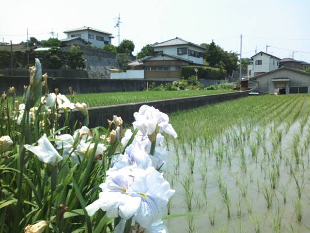 f0077595_166151.jpg