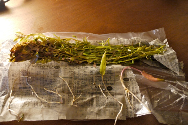 c0225297_63499.jpg