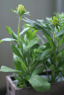 e0136609_7421457.gif