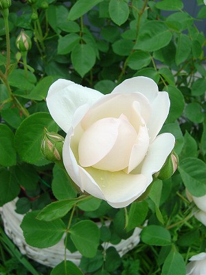 f0205733_0545056.jpg