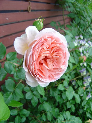 f0205733_115246.jpg