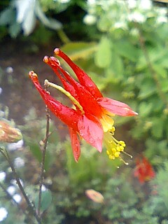 c0117239_8111415.jpg