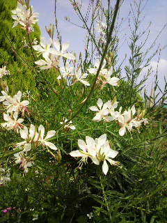e0065350_8352161.jpg