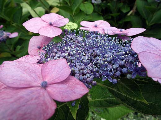 e0050753_1094173.jpg