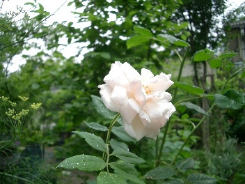 c0186463_16511880.jpg