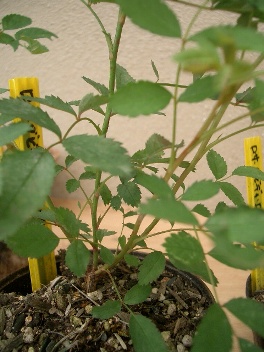 c0186463_17185910.jpg