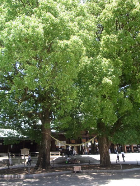 e0153367_17463561.jpg