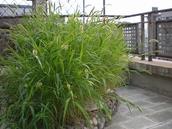 f0007580_2374355.jpg