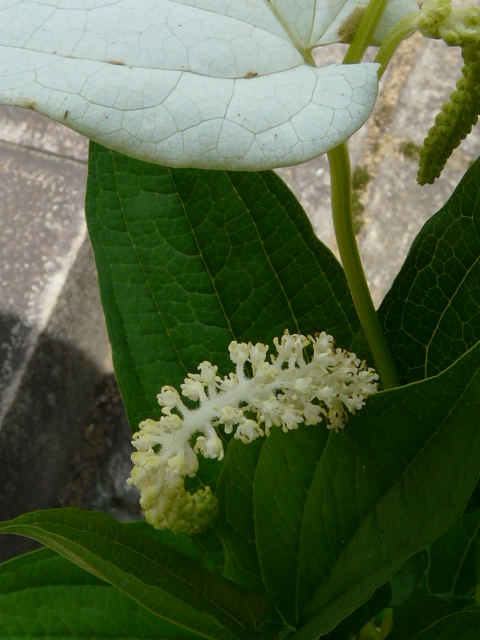 e0145782_18151670.jpg
