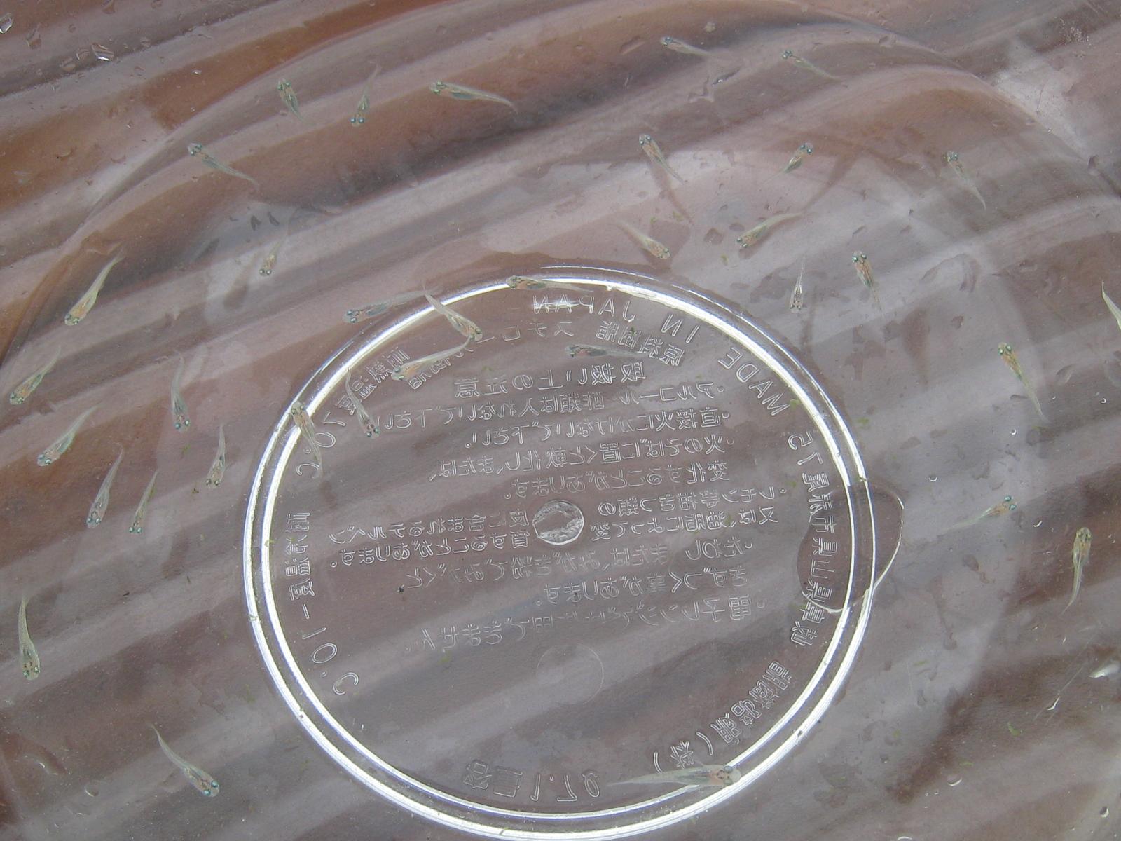 e0176785_21484891.jpg
