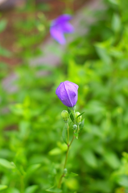 b0080789_940341.jpg