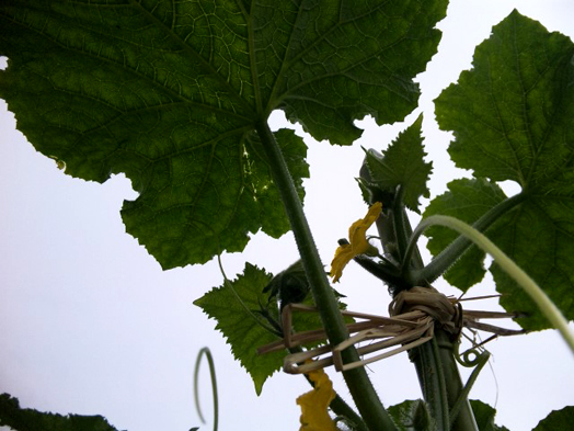 c0124998_2305429.jpg