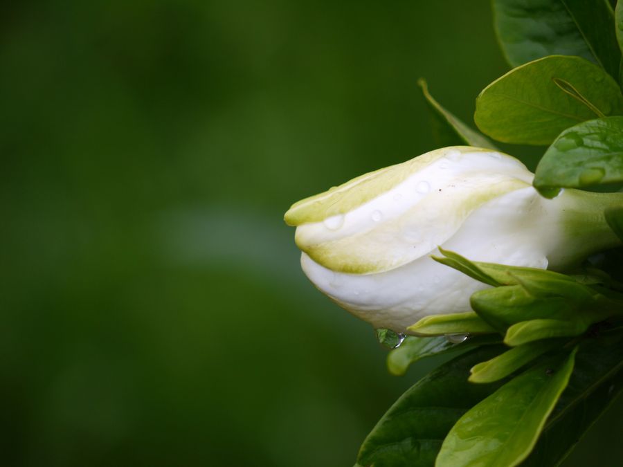 c0187503_21583178.jpg