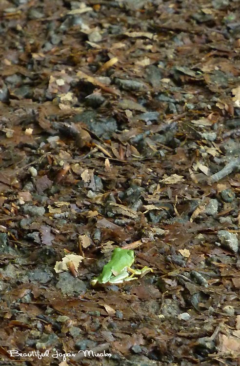 c0067206_20524513.jpg
