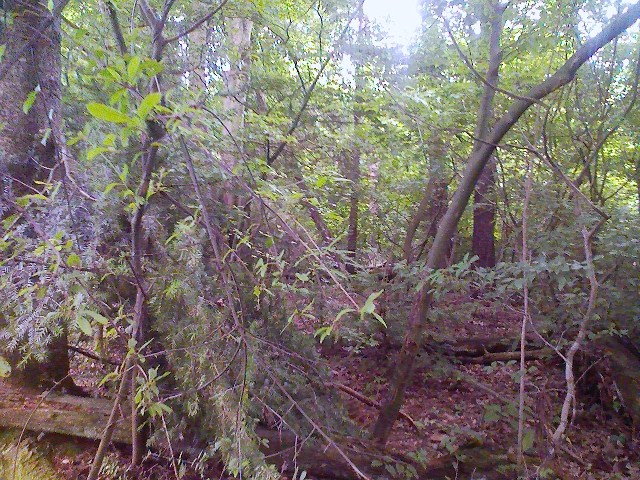 b0184725_14215381.jpg