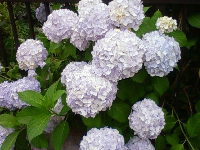 a0163738_23514977.jpg