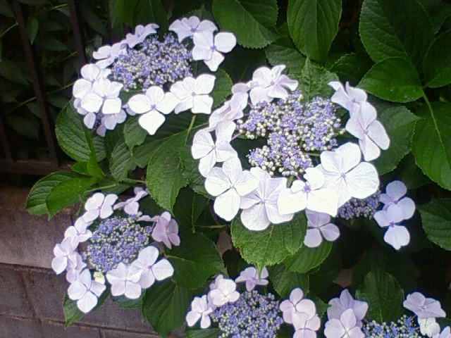 a0163738_2351560.jpg