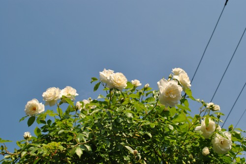 e0159050_22301022.jpg